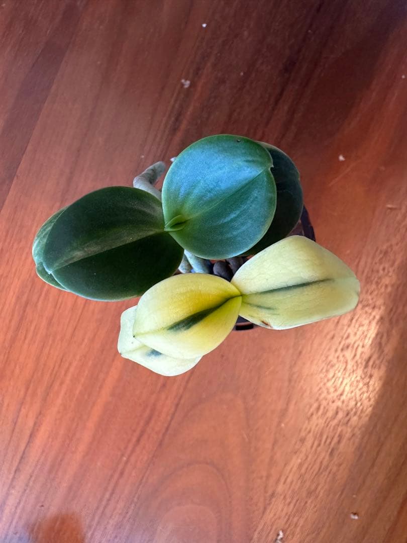 【 名護蘭 】明丸縞2個セット