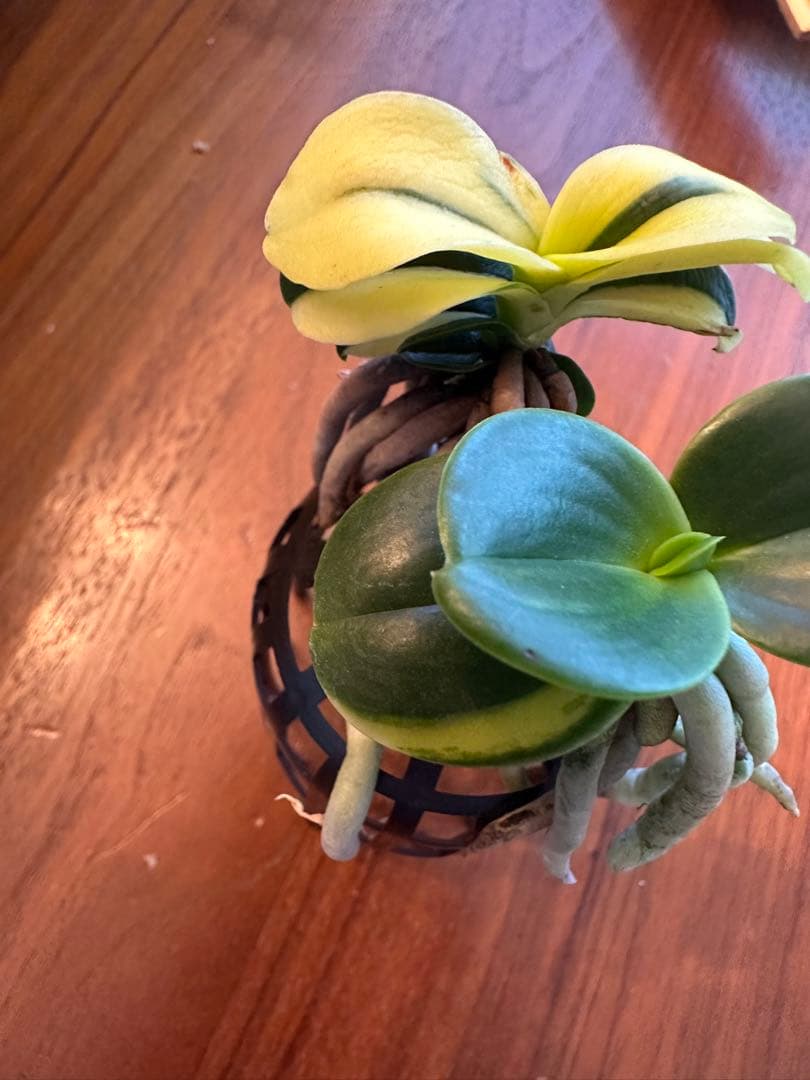 【 名護蘭 】明丸縞2個セット