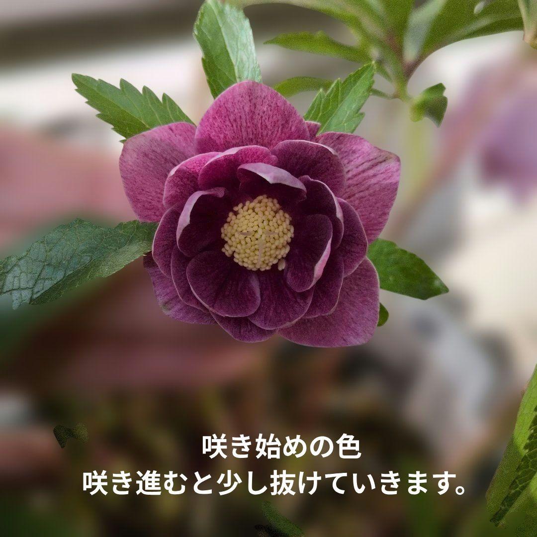 広瀬花軸5本オーレアグラデクリスマスローズ苗開花株現品 - メルカリ