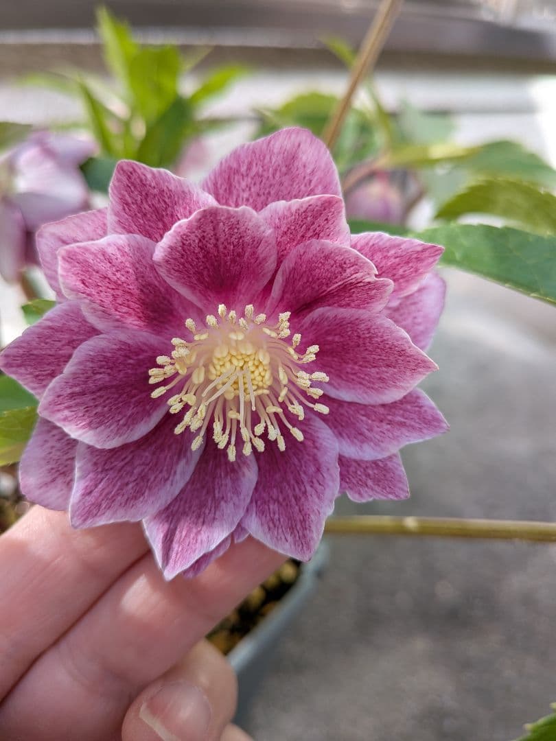 広瀬花軸5本オーレアグラデクリスマスローズ苗開花株現品 - メルカリ