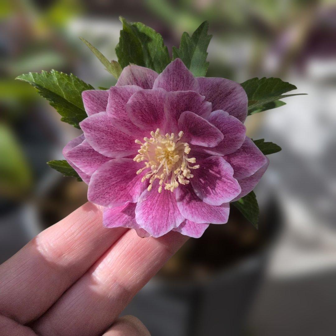 広瀬花軸5本オーレアグラデクリスマスローズ苗開花株現品 - メルカリ