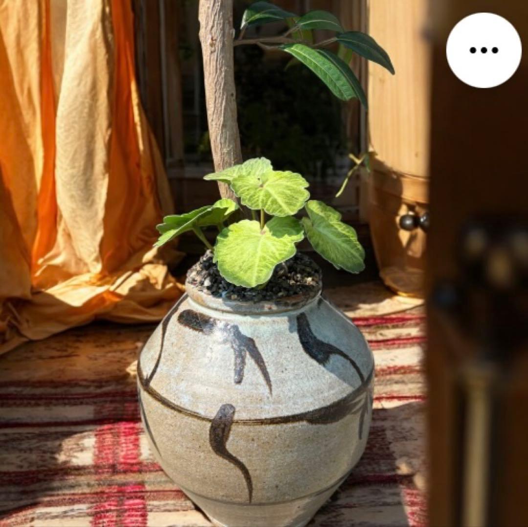 光触媒　人工観葉植物　ウォールグリーン　フェイクグリーン　アジアンショウナンゴム