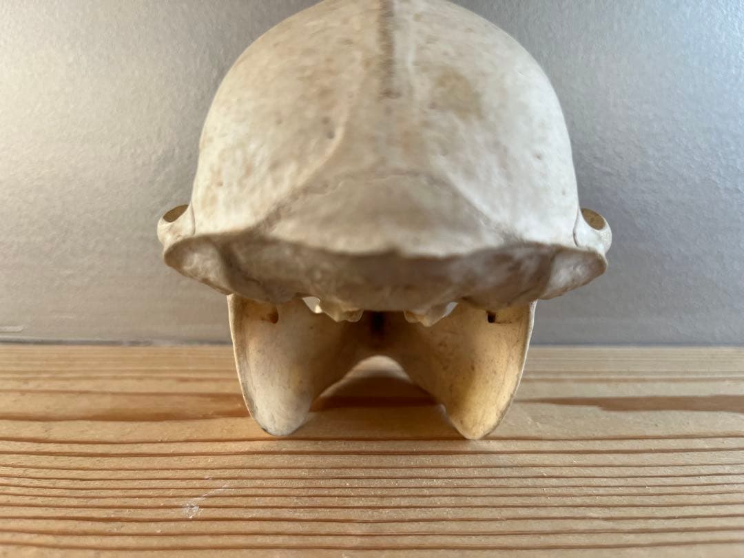猿の頭骨 スカル
