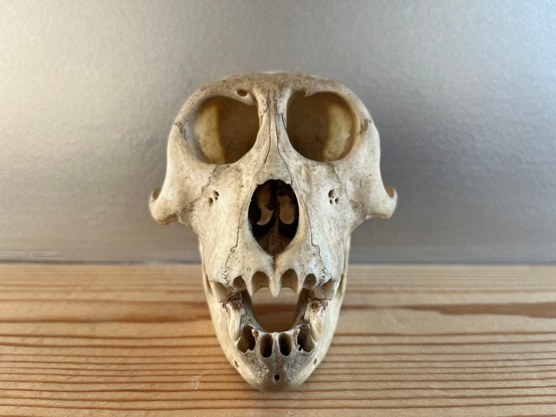 猿の頭骨 スカル