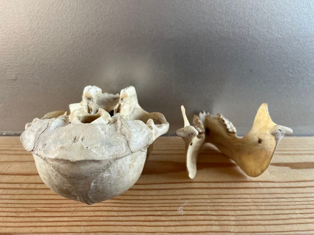 猿の頭骨 スカル