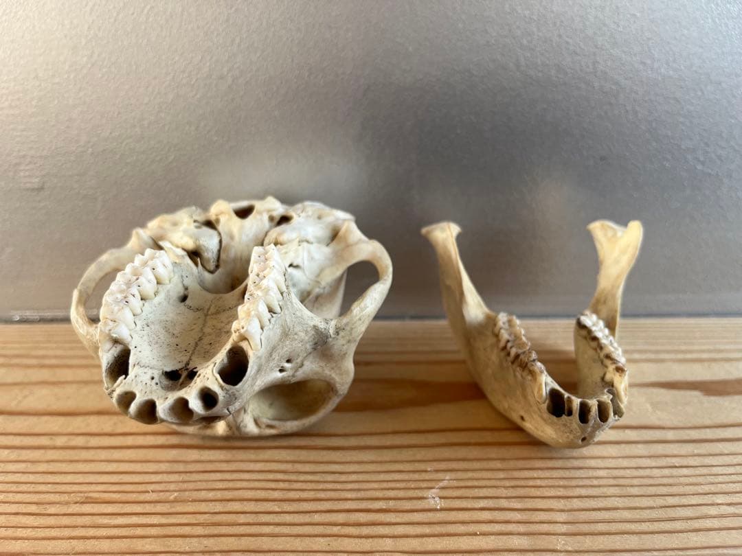 猿の頭骨 スカル