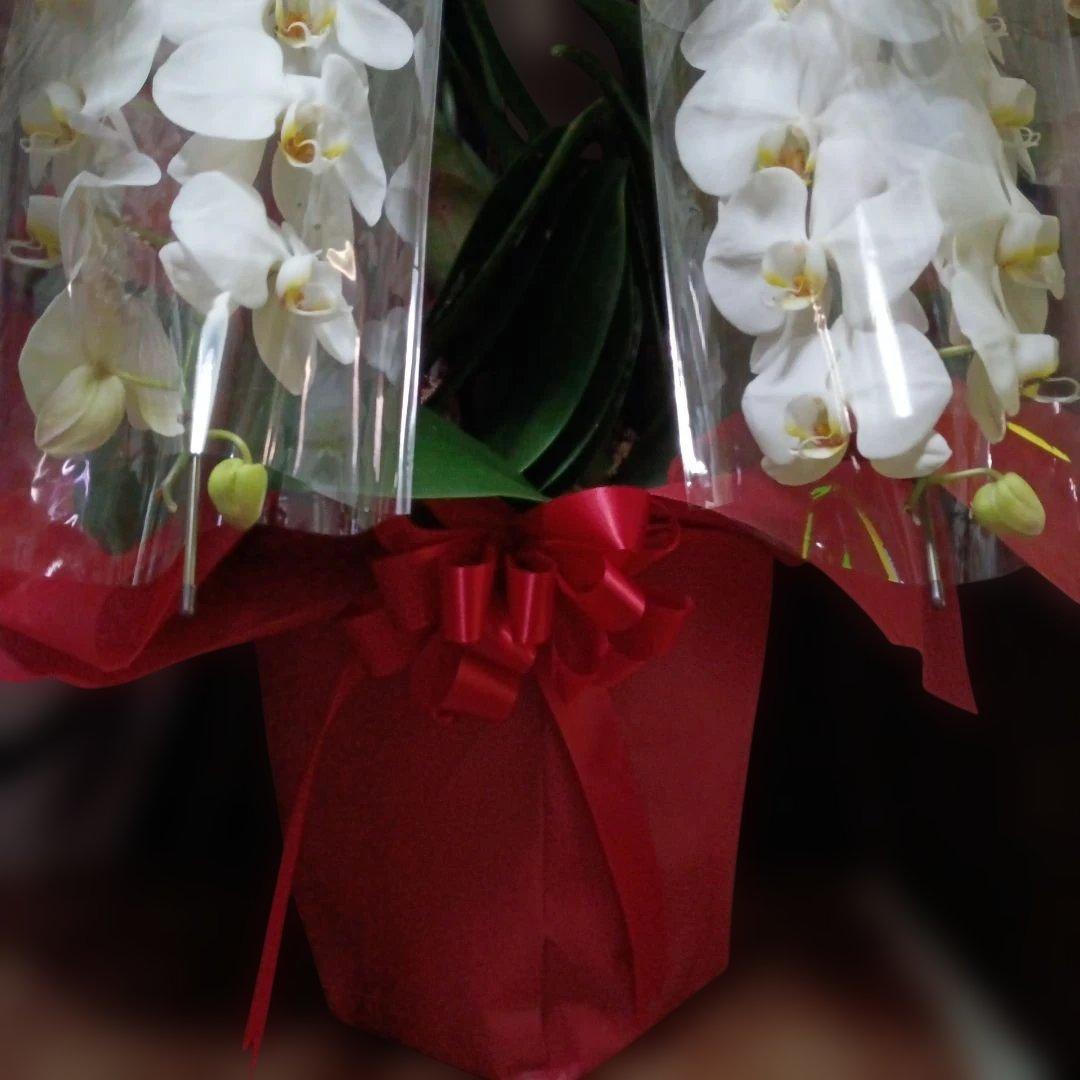 胡蝶蘭　生花　５本立ち ロング