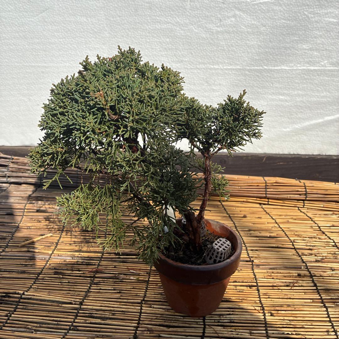 愛媛県】 真柏 山採取れ Z-26 鉢付き - メルカリ