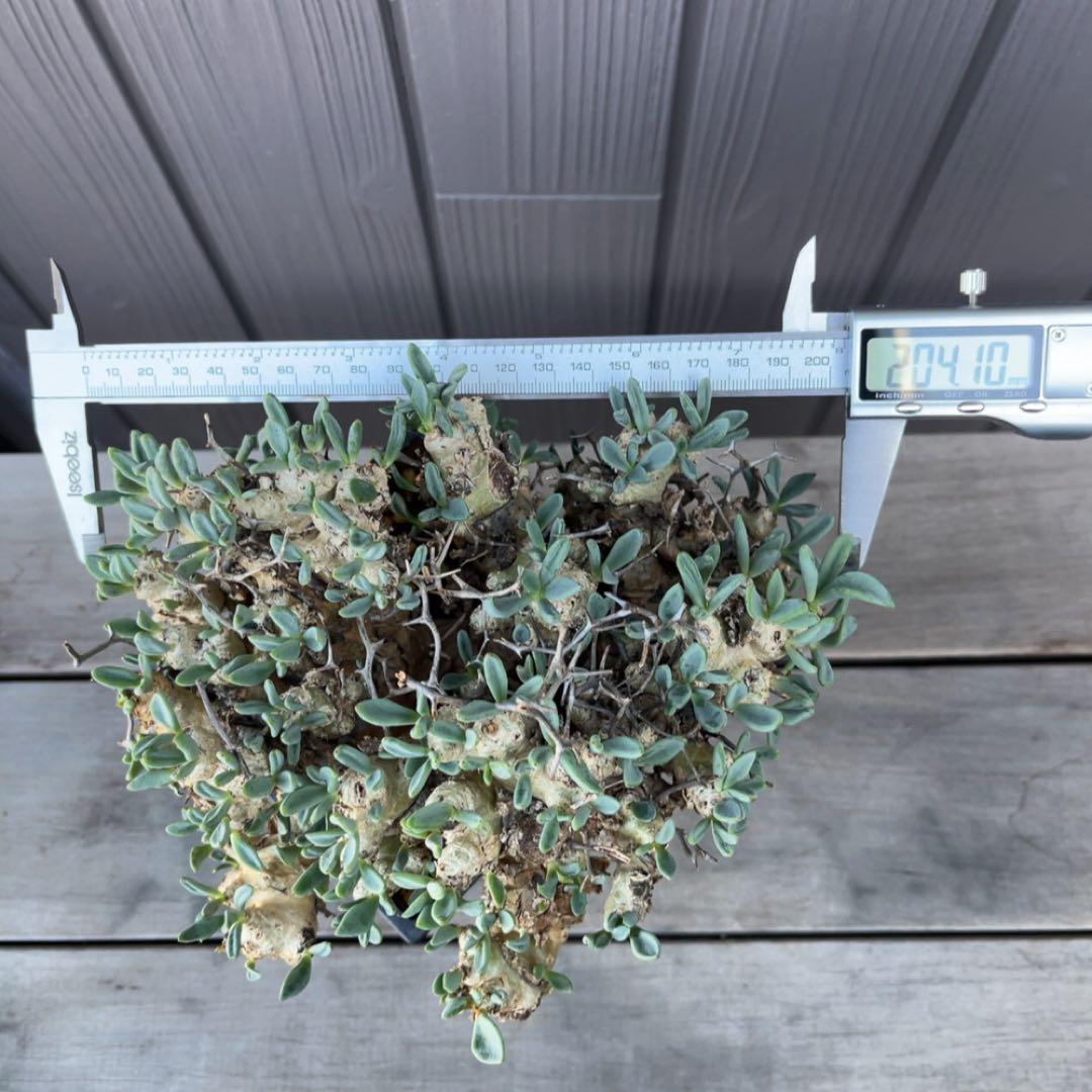 《期間限定販売❗️》『チレコドン　レティキュラータス　万物想』極美大株　現地株