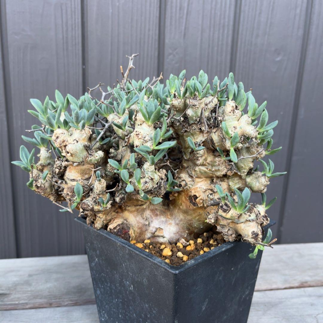 《期間限定販売❗️》『チレコドン　レティキュラータス　万物想』極美大株　現地株