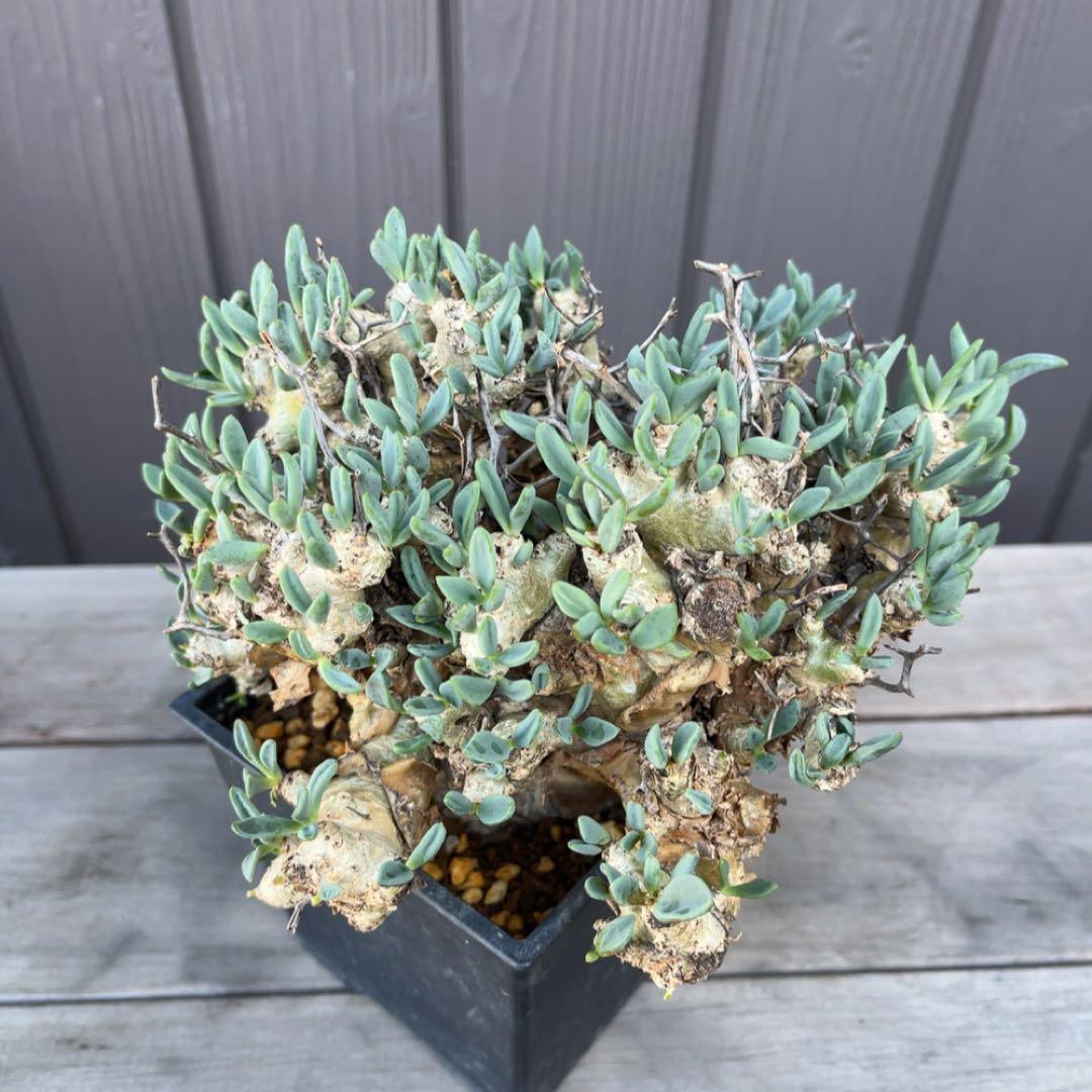 《期間限定販売❗️》『チレコドン　レティキュラータス　万物想』極美大株　現地株