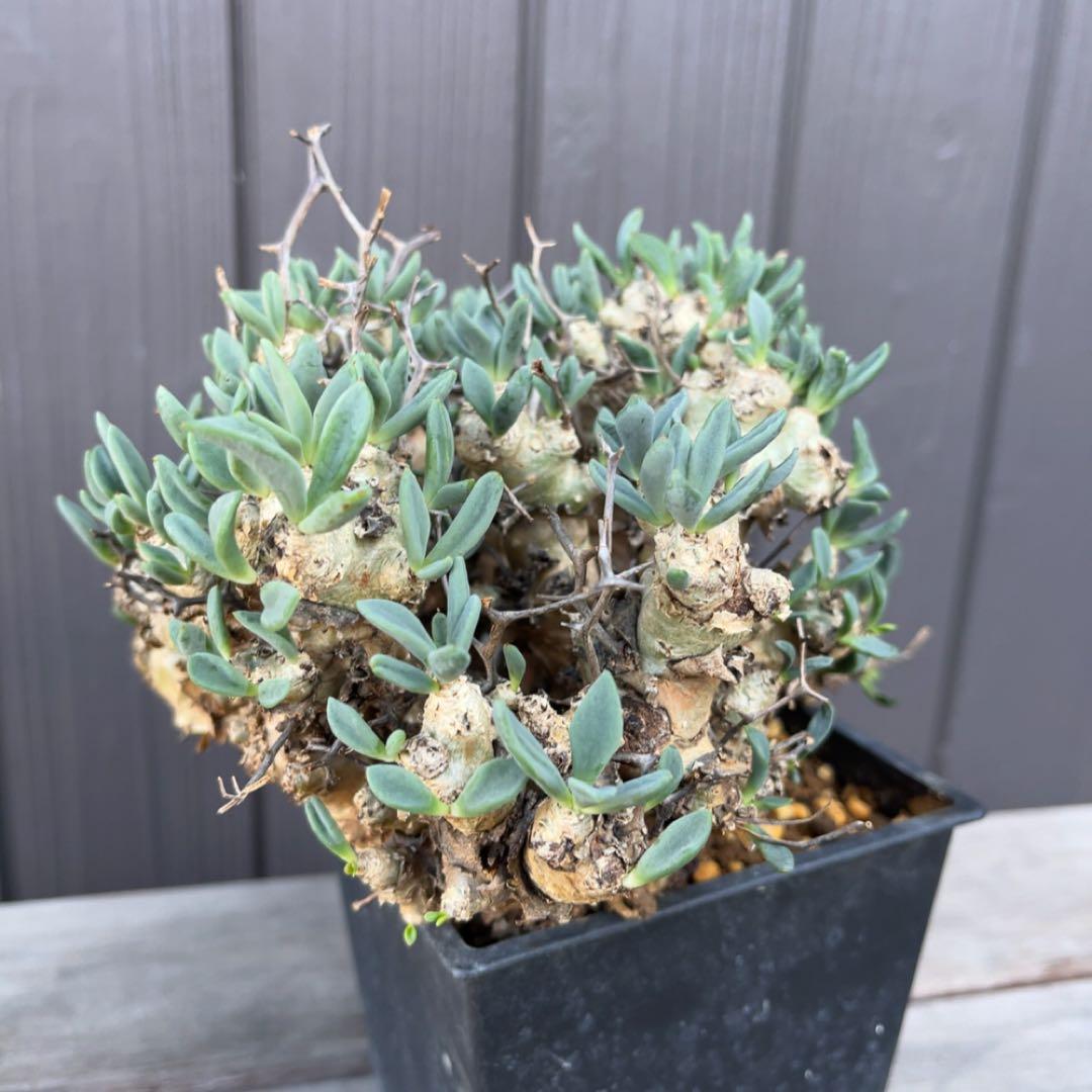 《期間限定販売❗️》『チレコドン　レティキュラータス　万物想』極美大株　現地株