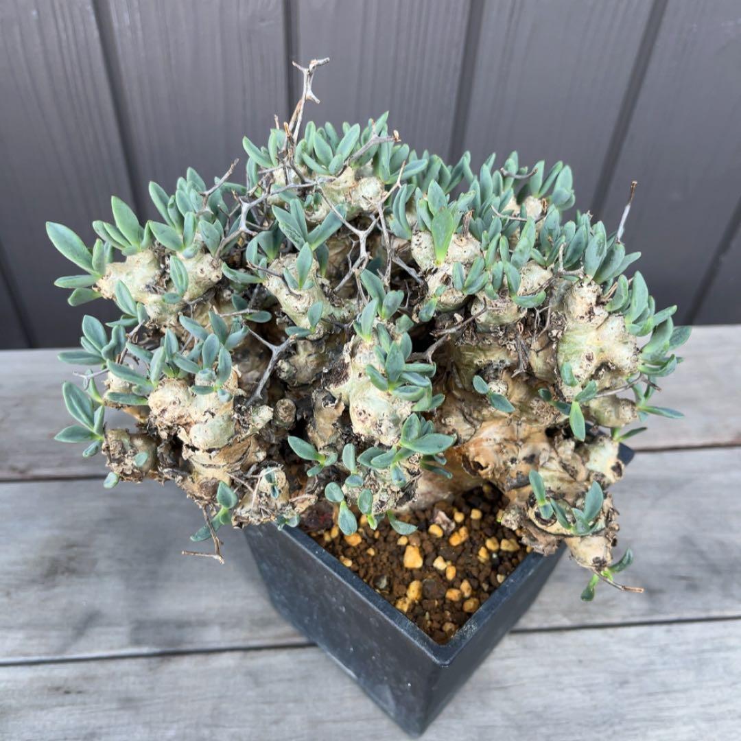 《期間限定販売❗️》『チレコドン　レティキュラータス　万物想』極美大株　現地株