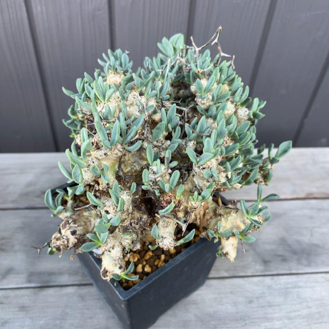 《期間限定販売❗️》『チレコドン　レティキュラータス　万物想』極美大株　現地株