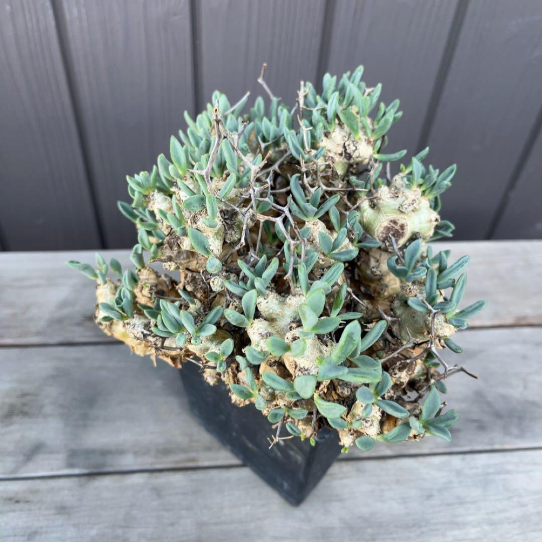 《期間限定販売❗️》『チレコドン　レティキュラータス　万物想』極美大株　現地株