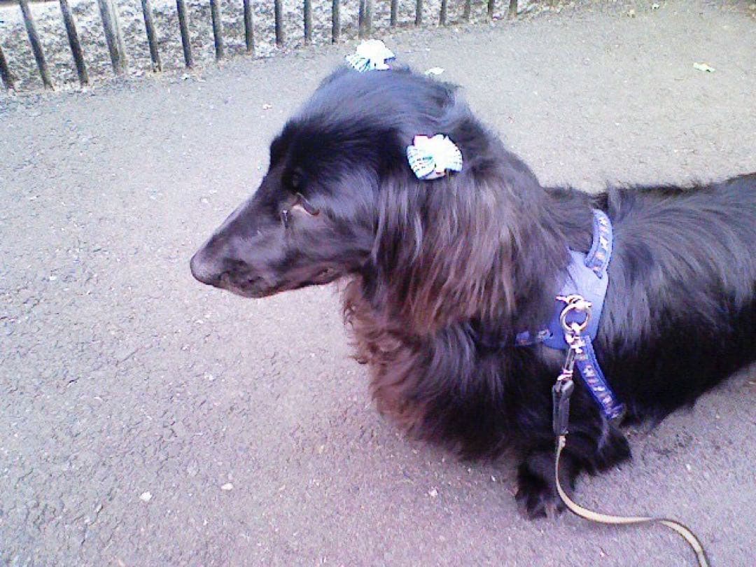 ブラックダックスぬいぐるみ