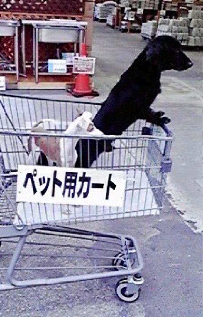 ブラックダックスぬいぐるみ