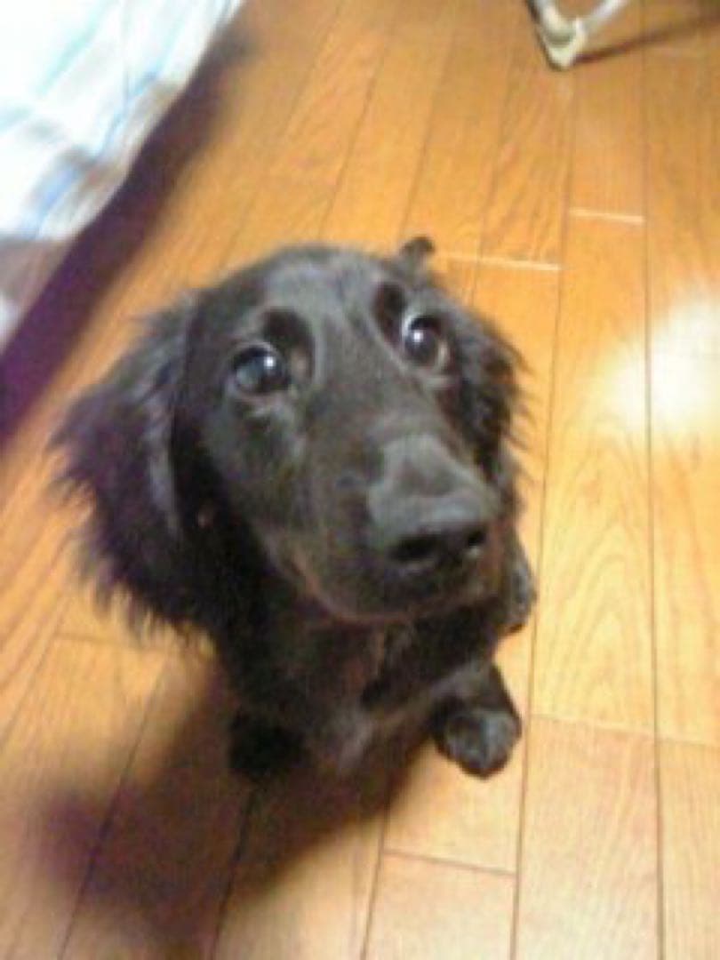 ブラックダックスぬいぐるみ