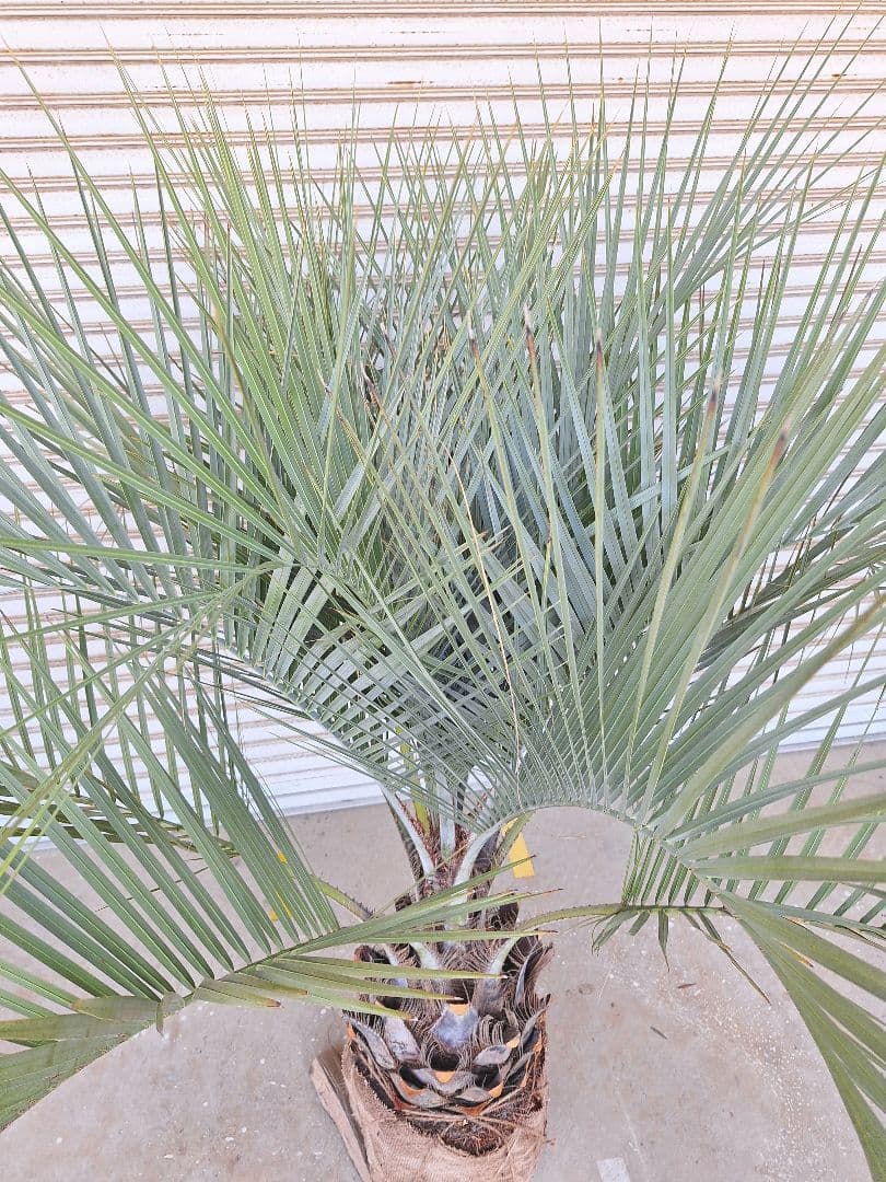 ココスヤシ（249）シルバーリーフ極太幹