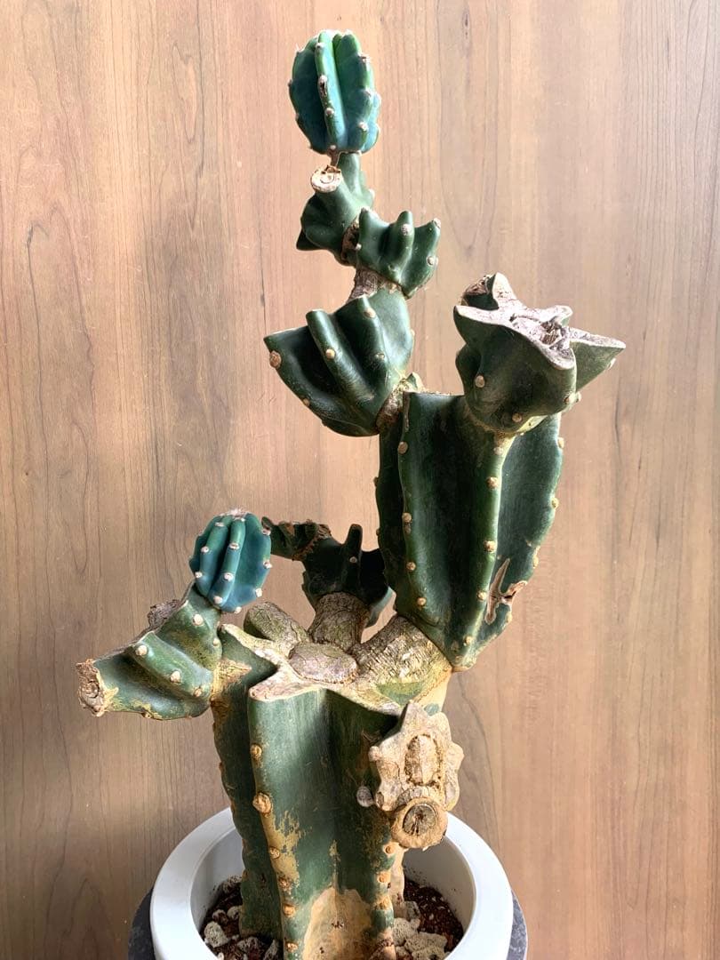 キメンカク・ブランチ WILD style