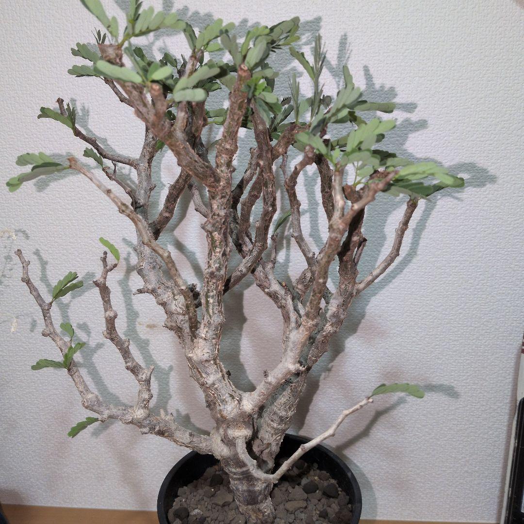 センナ　メリディオナリス　大株 （鉢付き)