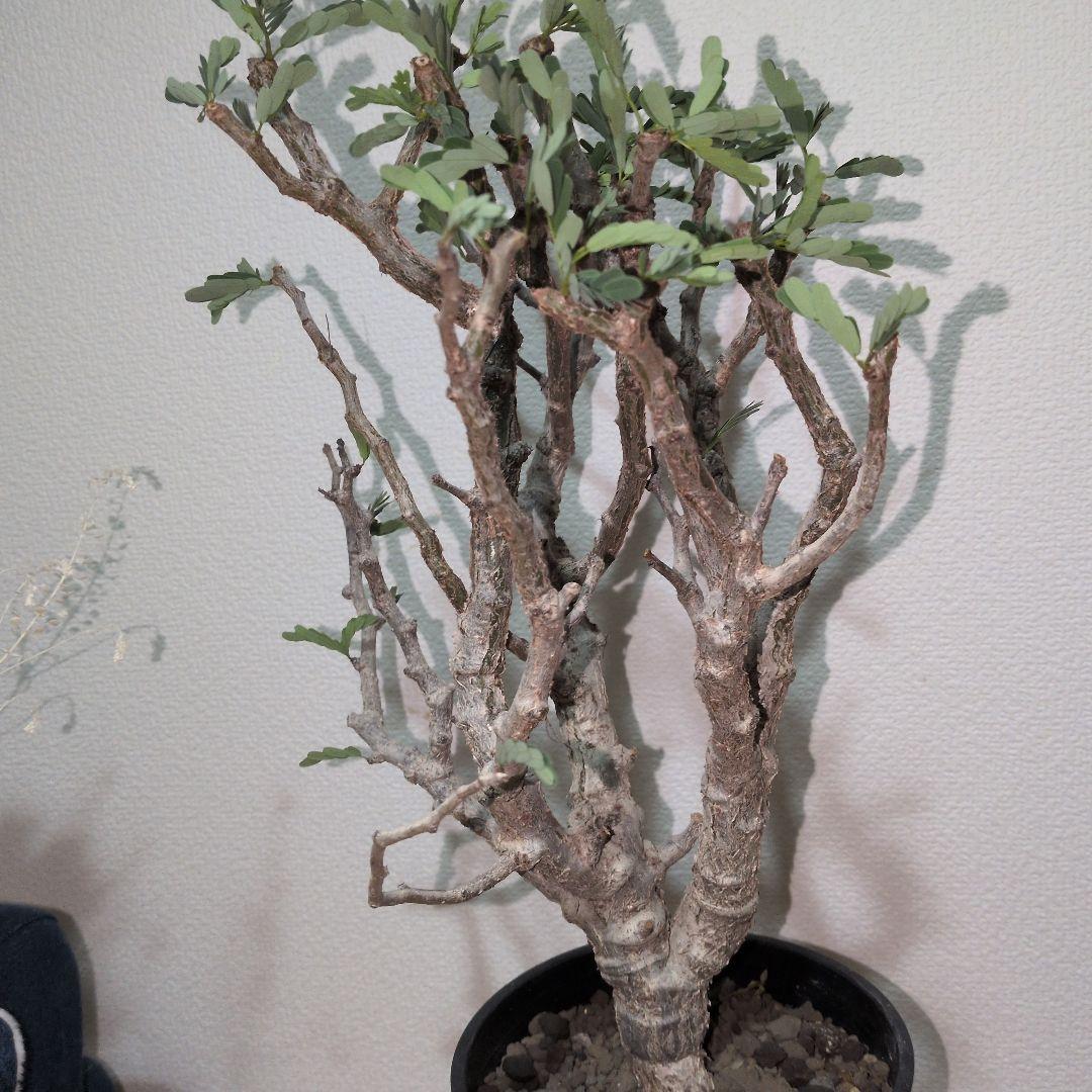 センナ　メリディオナリス　大株 （鉢付き)