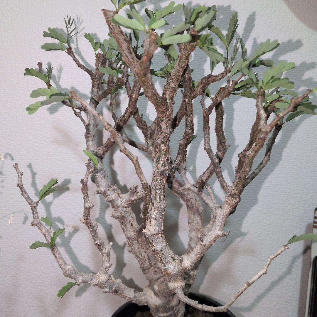 センナ　メリディオナリス　大株 （鉢付き)