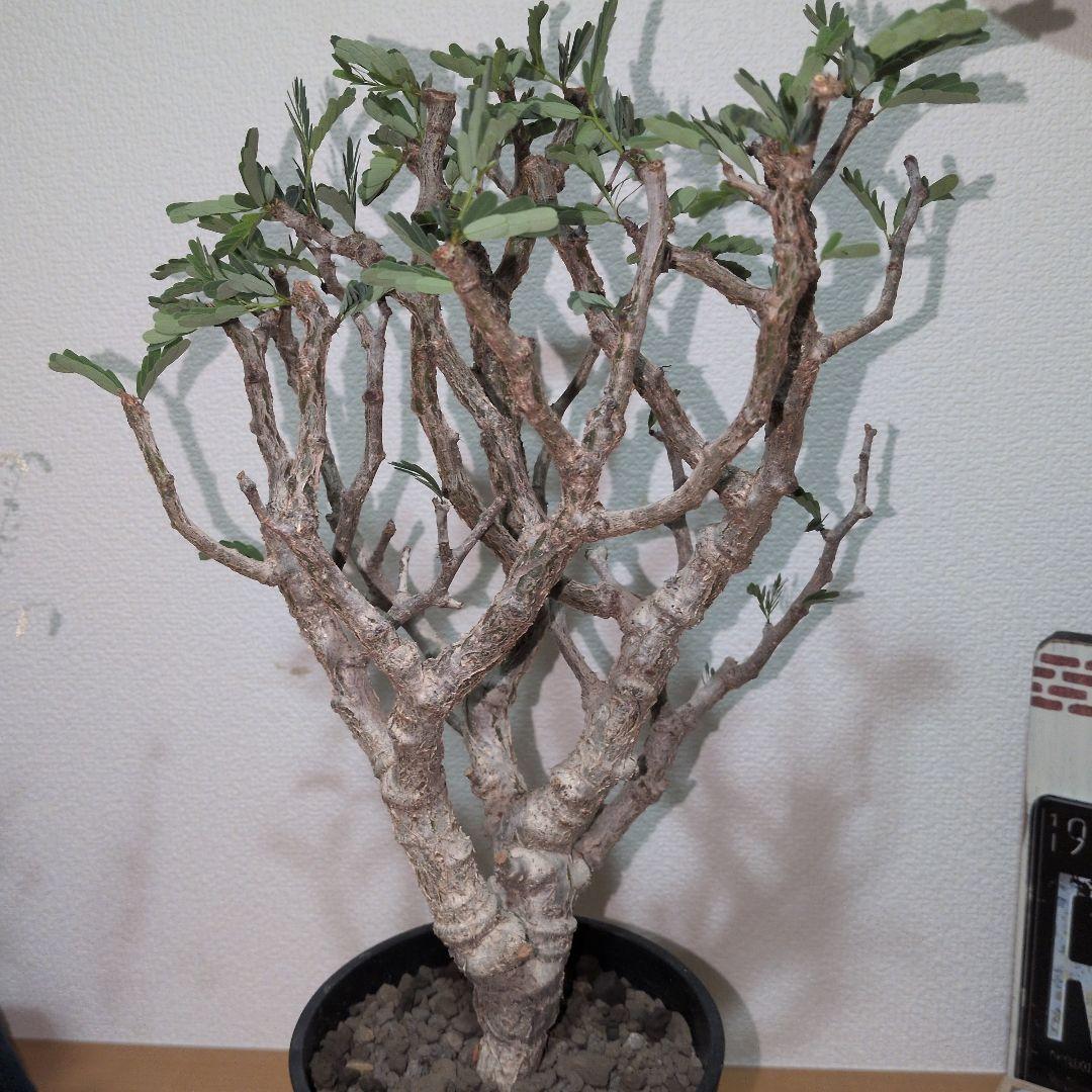 センナ　メリディオナリス　大株 （鉢付き)