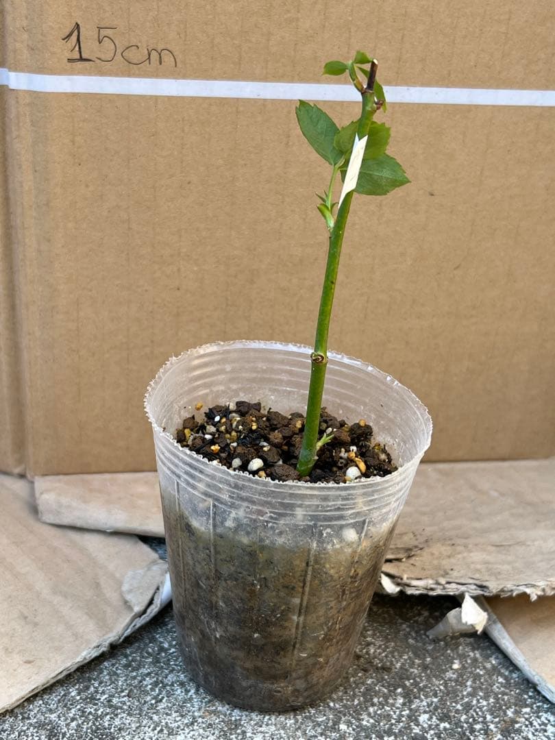 切り花品種バラ苗 レアバラ White O'Har♡ Rose - メルカリ