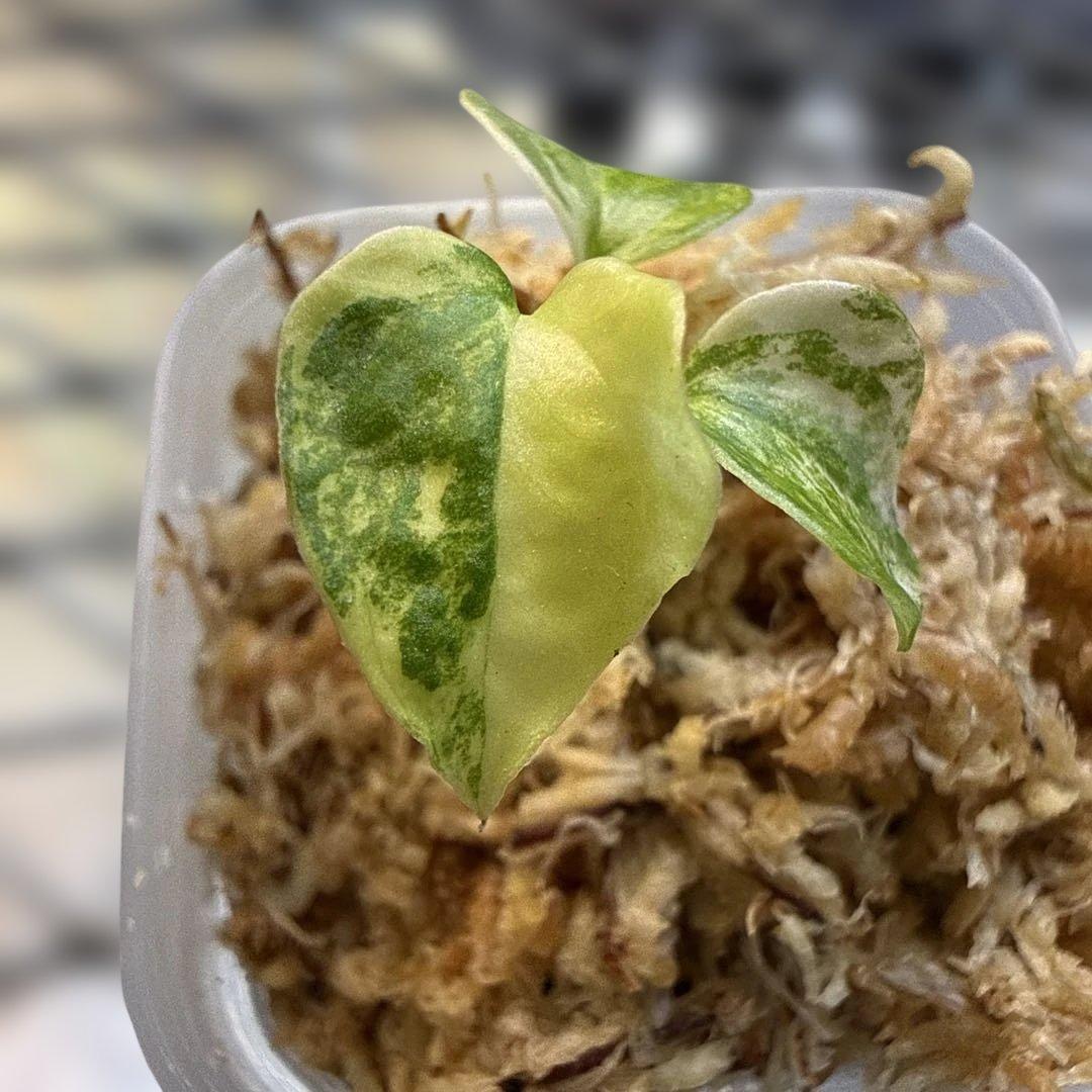 アンスリウム (papi×cry var)× michelle 斑入り