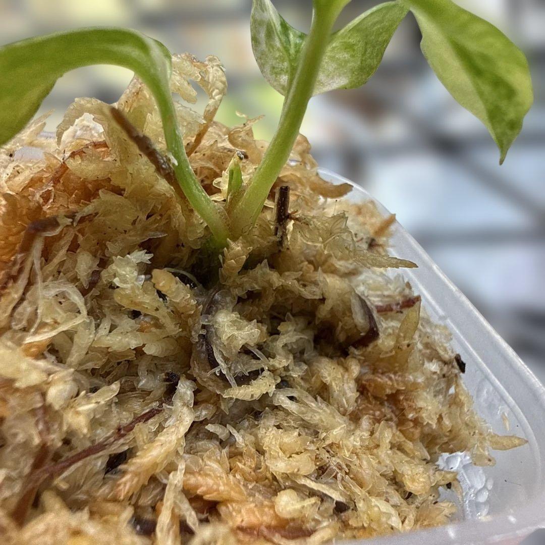 アンスリウム (papi×cry var)× michelle 斑入り