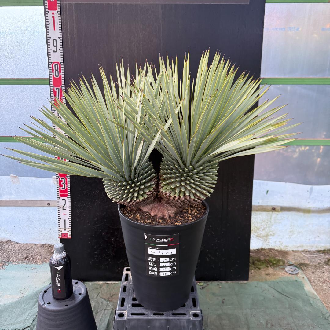 【AL1104】ユッカ　ロストラータ　超希少バランスのいいダブルヘッド