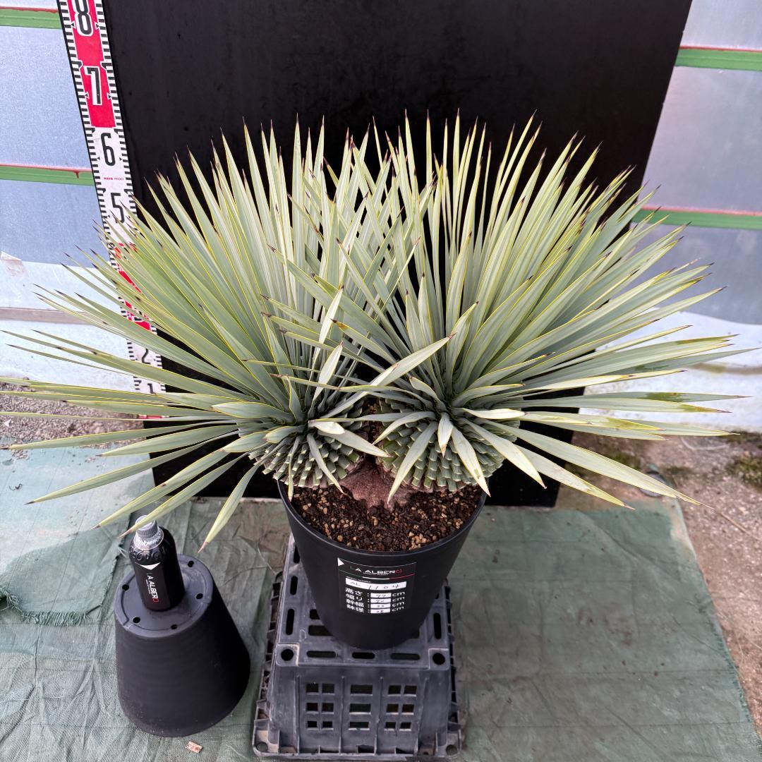 【AL1104】ユッカ　ロストラータ　超希少バランスのいいダブルヘッド