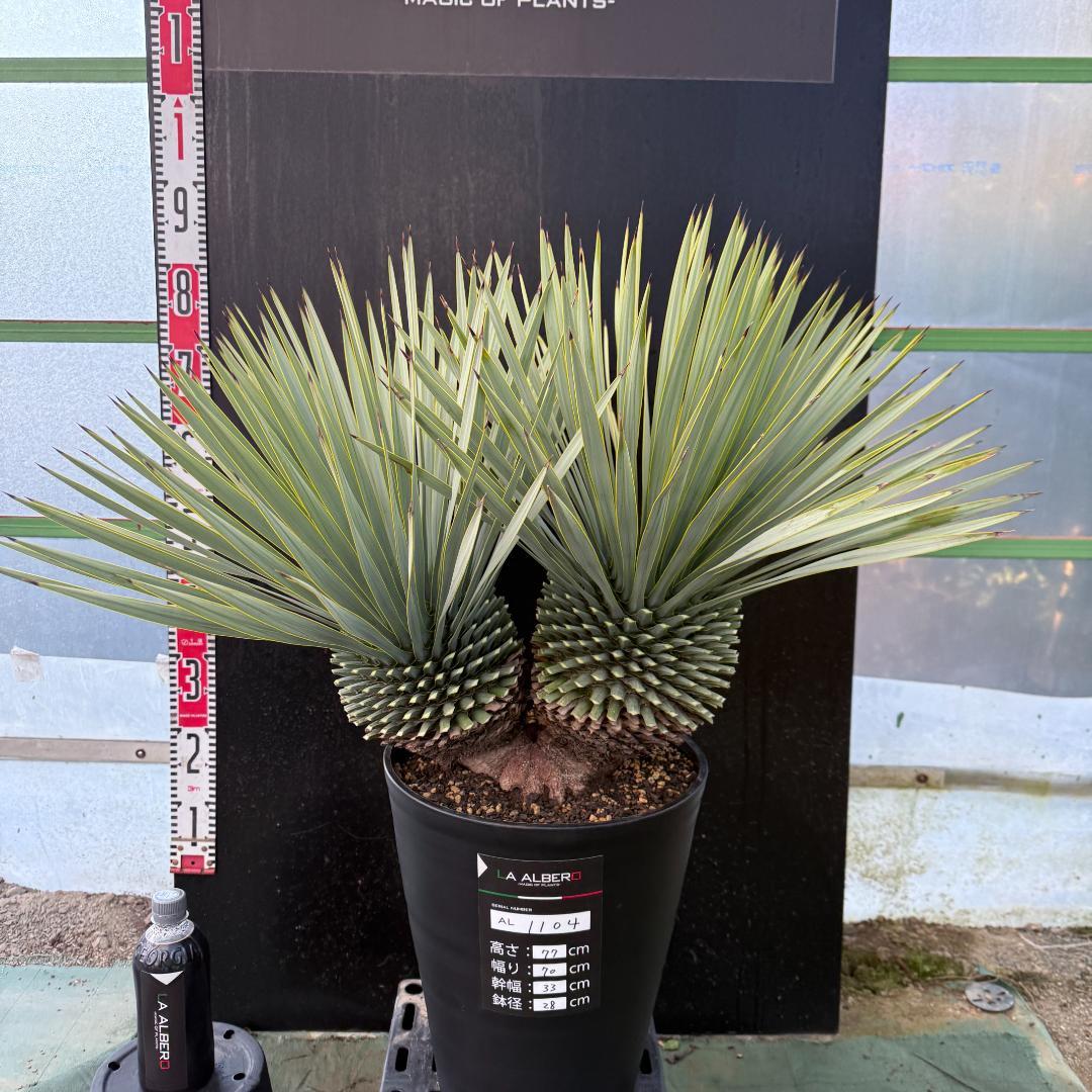 【AL1104】ユッカ　ロストラータ　超希少バランスのいいダブルヘッド