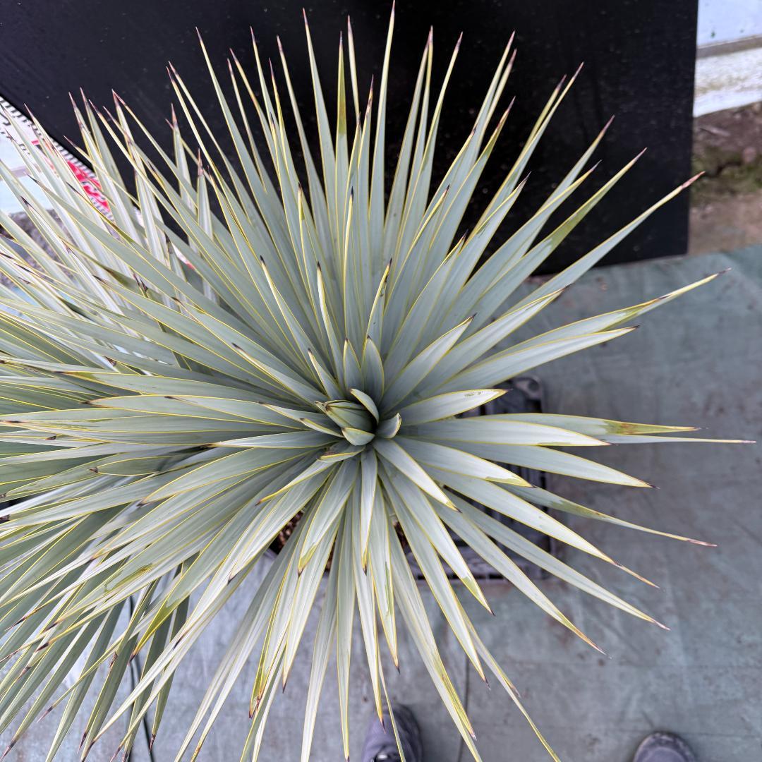 【AL1104】ユッカ　ロストラータ　超希少バランスのいいダブルヘッド