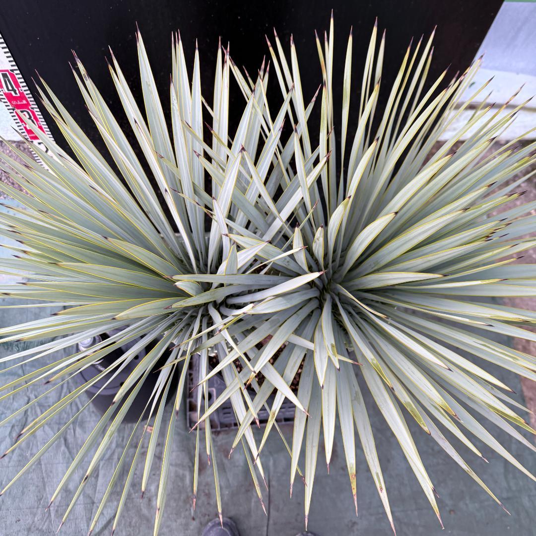 【AL1104】ユッカ　ロストラータ　超希少バランスのいいダブルヘッド