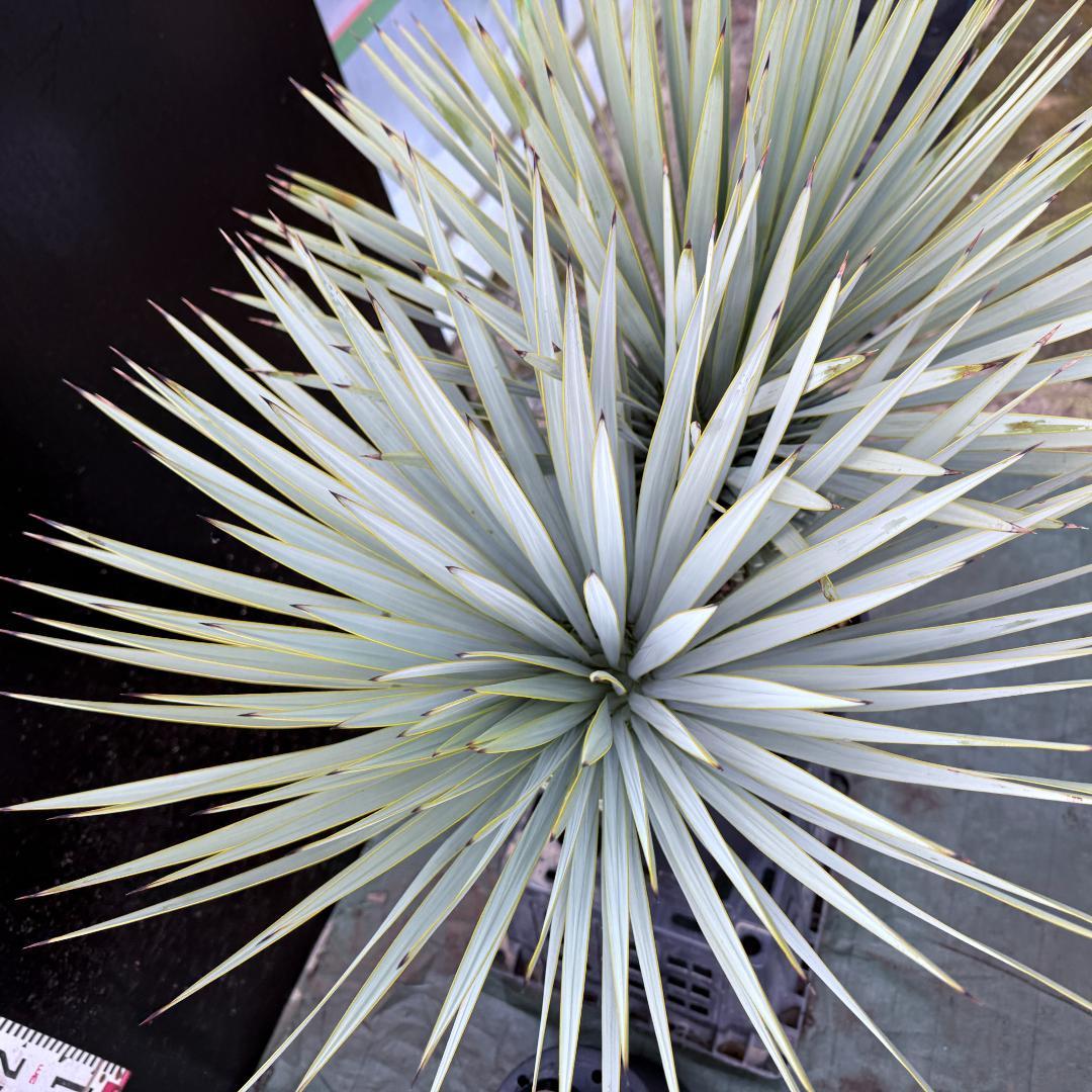 【AL1104】ユッカ　ロストラータ　超希少バランスのいいダブルヘッド