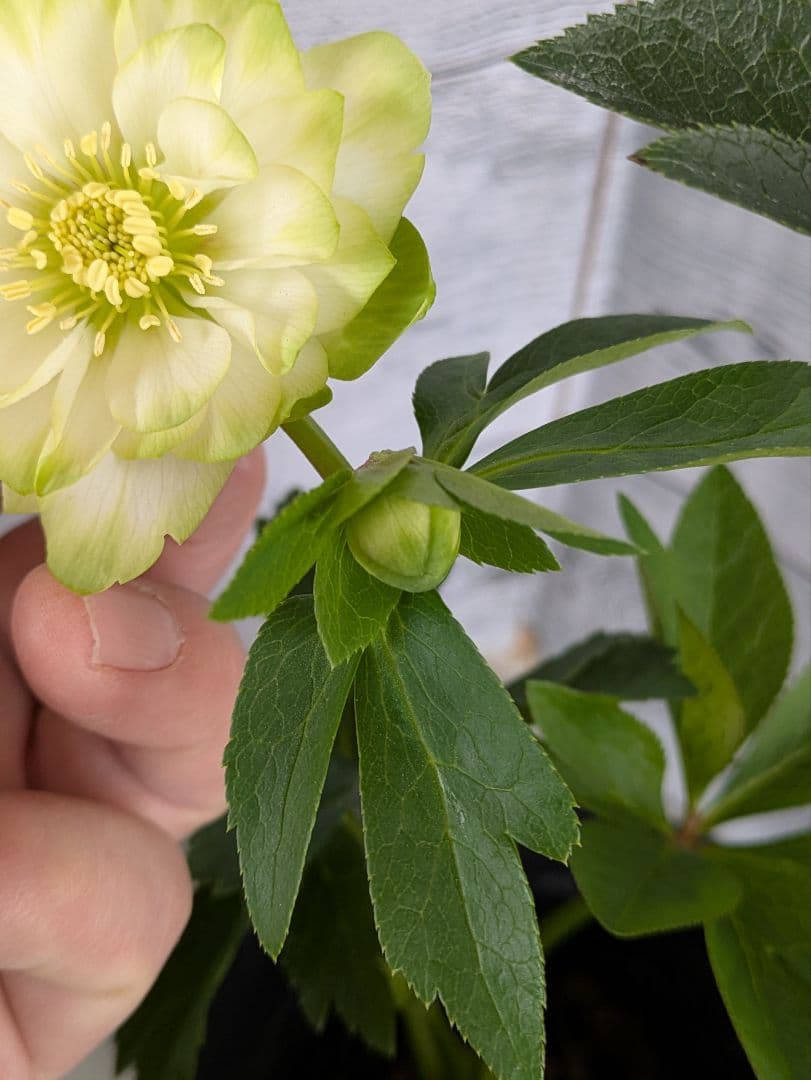 現品・ポットまま発送】超希少 花付き 曽田園芸クリスマスローズ 利休