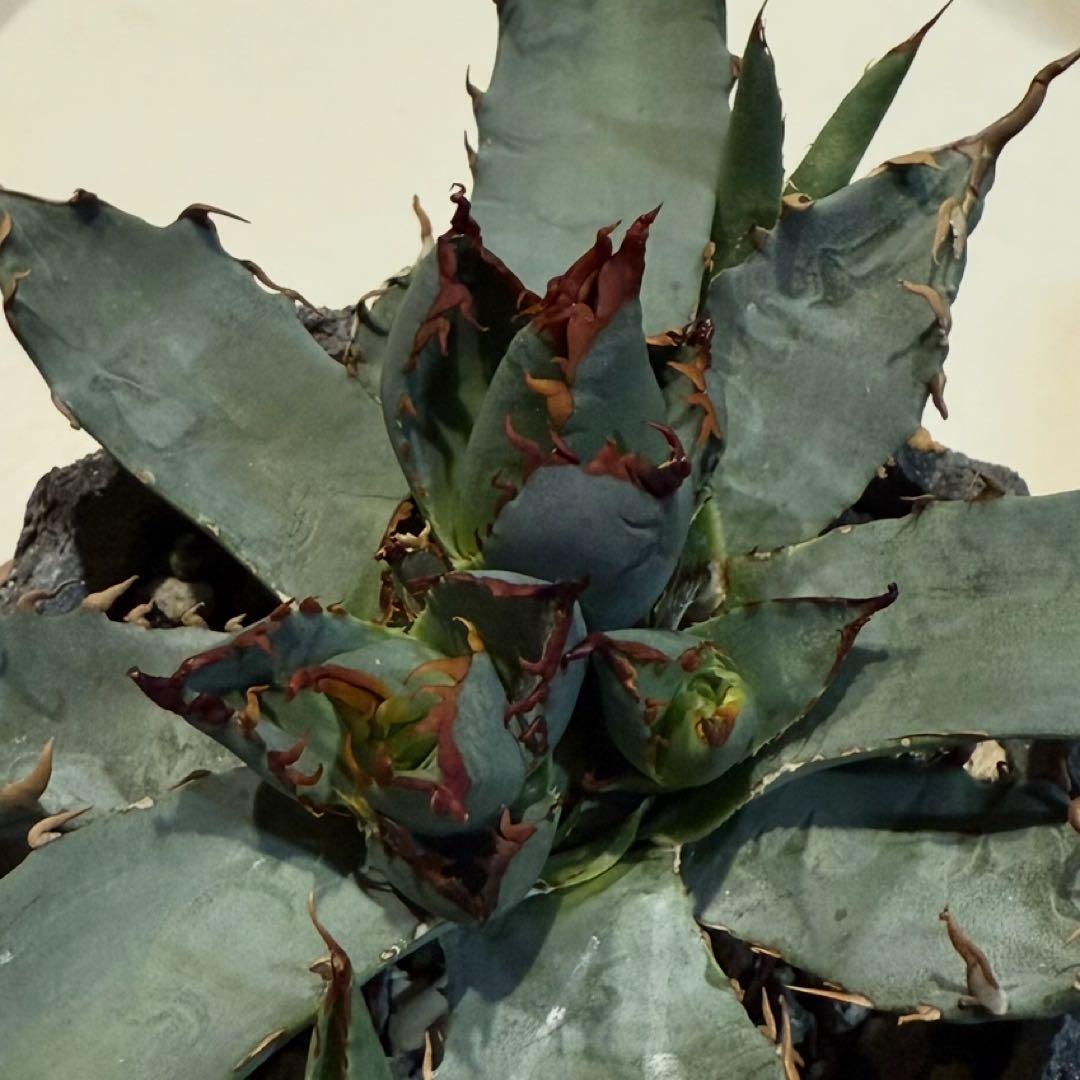 鉢ごと発送】アガベ チタノタ BB × ネバデンシス hyb発根【強陽炎