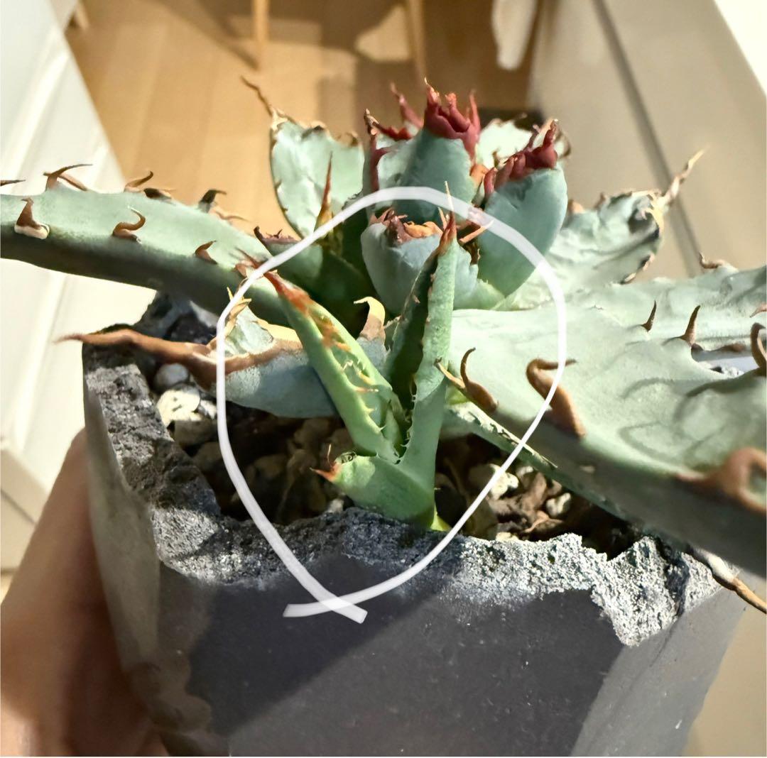 鉢ごと発送】アガベ チタノタ BB × ネバデンシス hyb発根【強陽炎