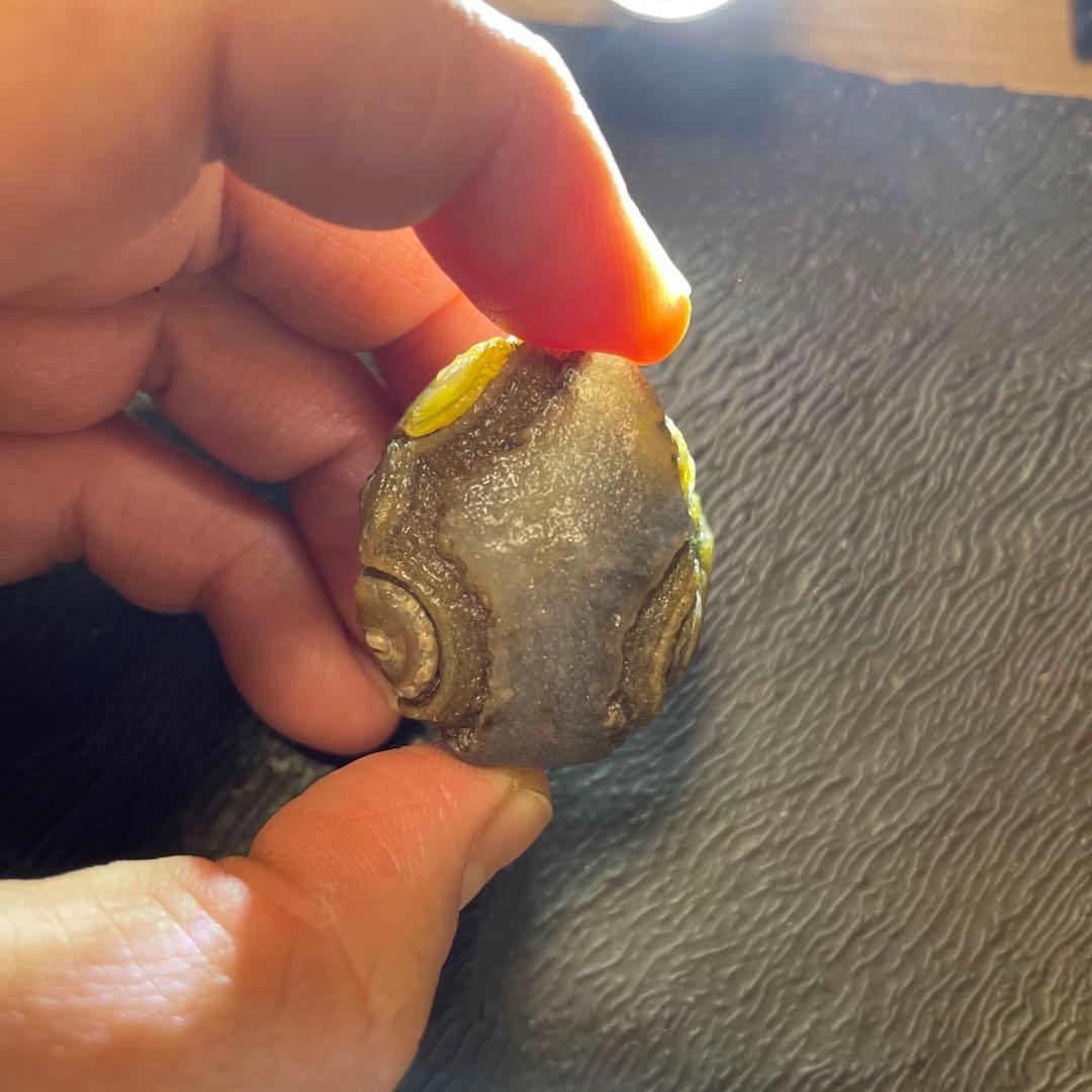 アラシャンゴビ目石瑪瑙5個セット(半透明)