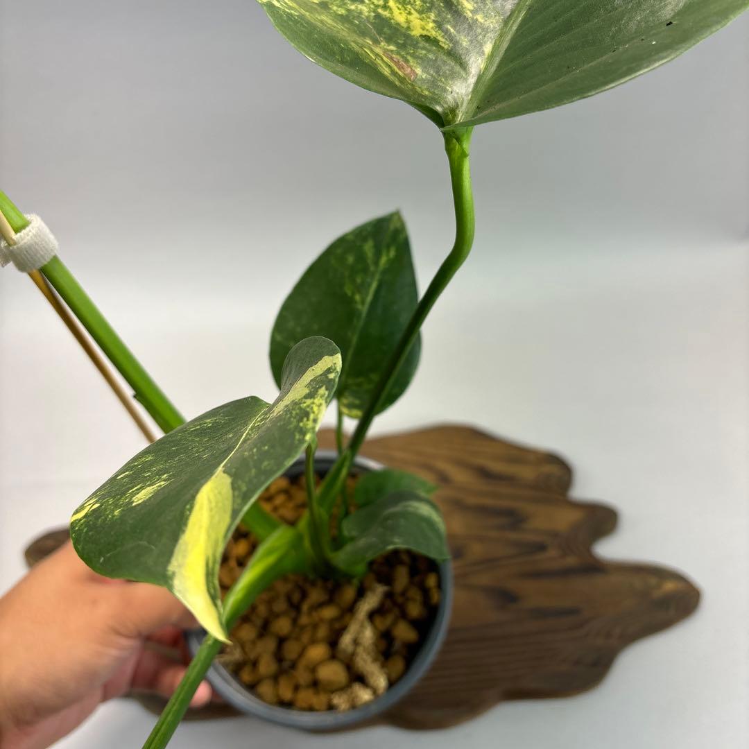 k*s様 モンステラデリシオーサ イエローマリリン　lsw307