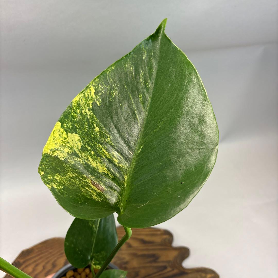 k*s様 モンステラデリシオーサ イエローマリリン　lsw307