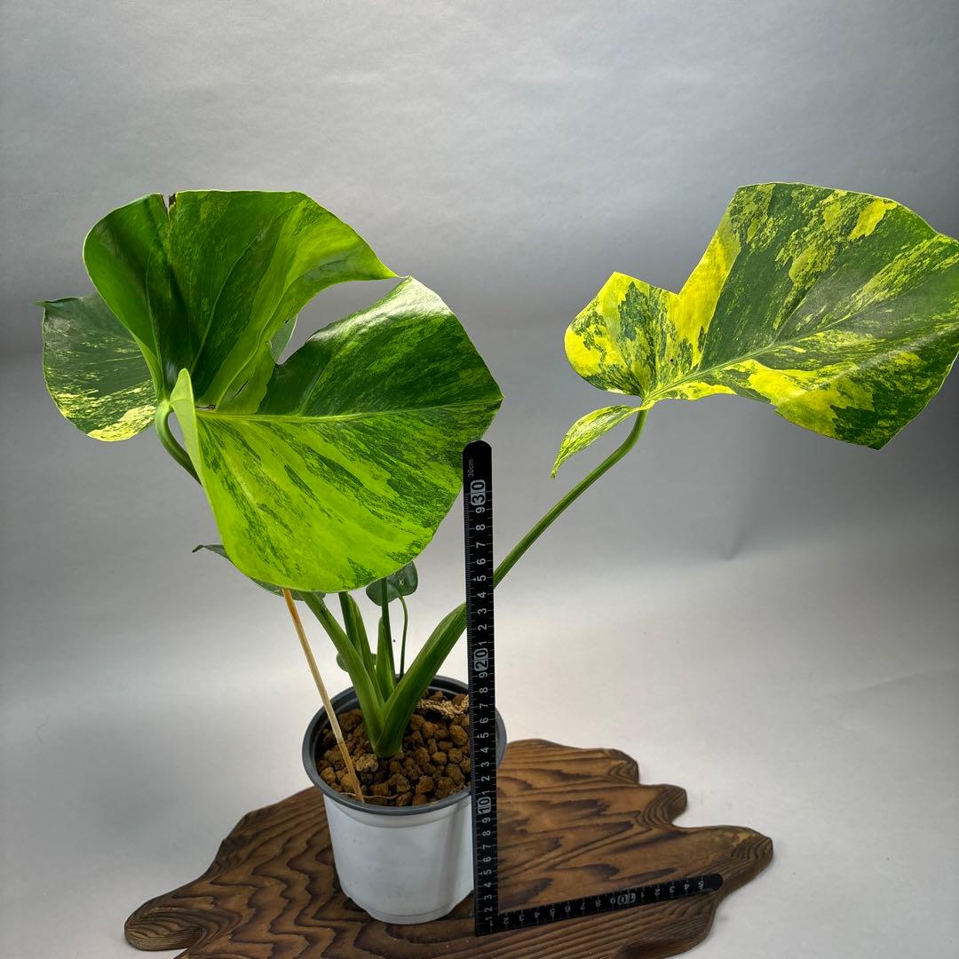 k*s様 モンステラデリシオーサ イエローマリリン　lsw307