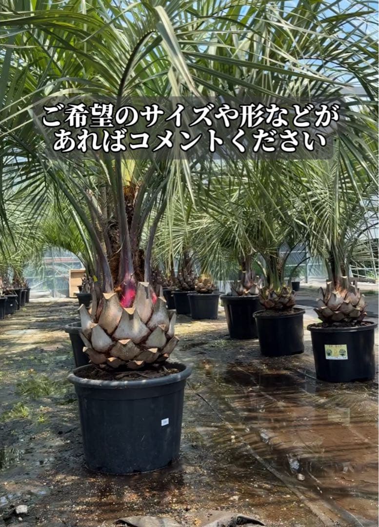 ココスヤシシルバーリーフ 【極太】葉先150cm 幹回り110cm 幹高30cm