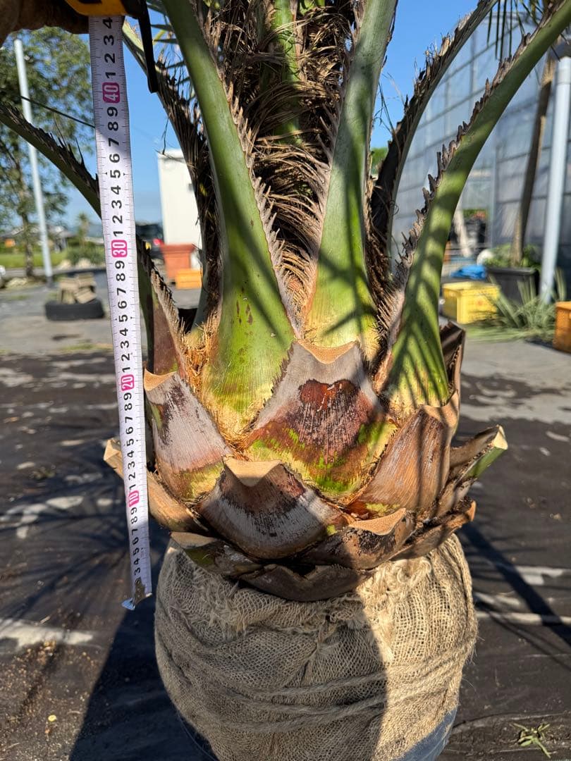 ココスヤシシルバーリーフ 【極太】葉先150cm 幹回り110cm 幹高30cm