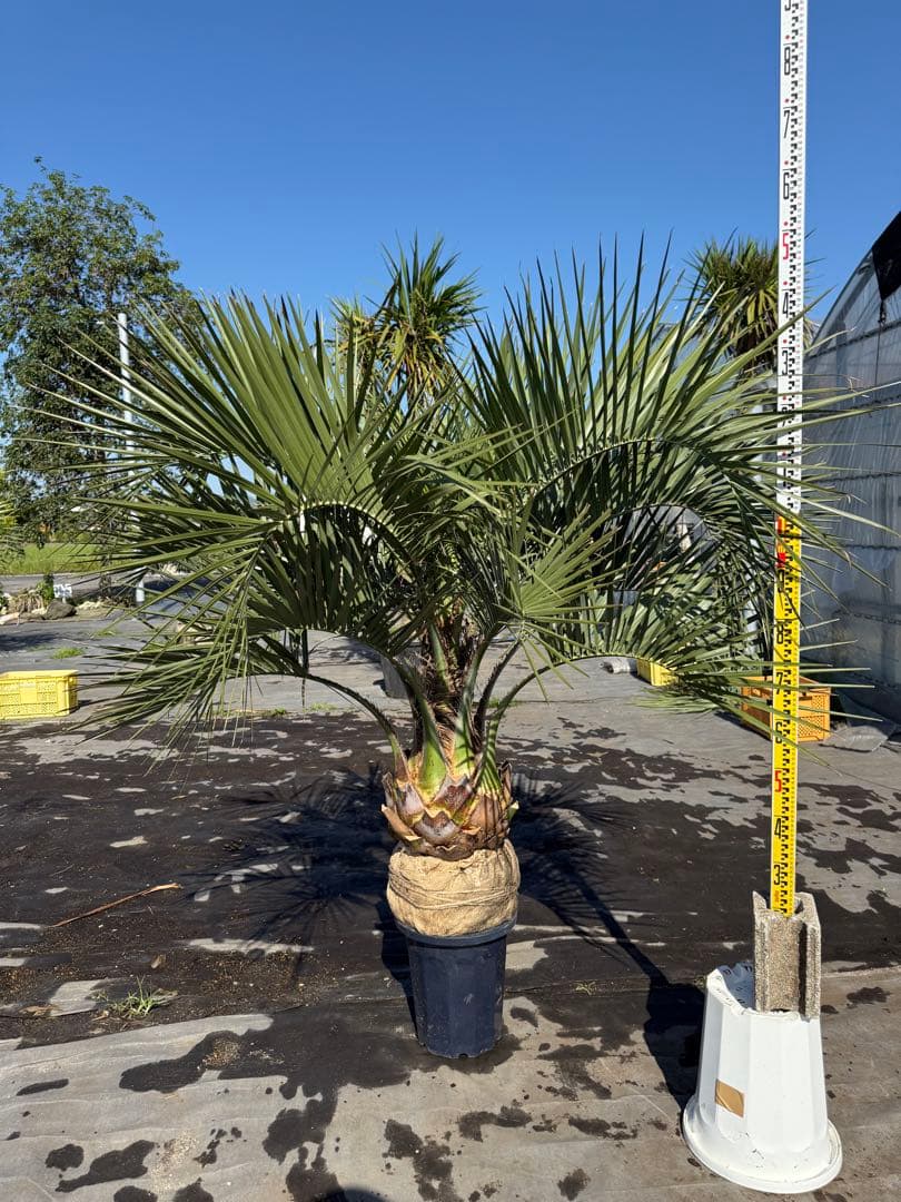 ココスヤシシルバーリーフ 【極太】葉先150cm 幹回り110cm 幹高30cm