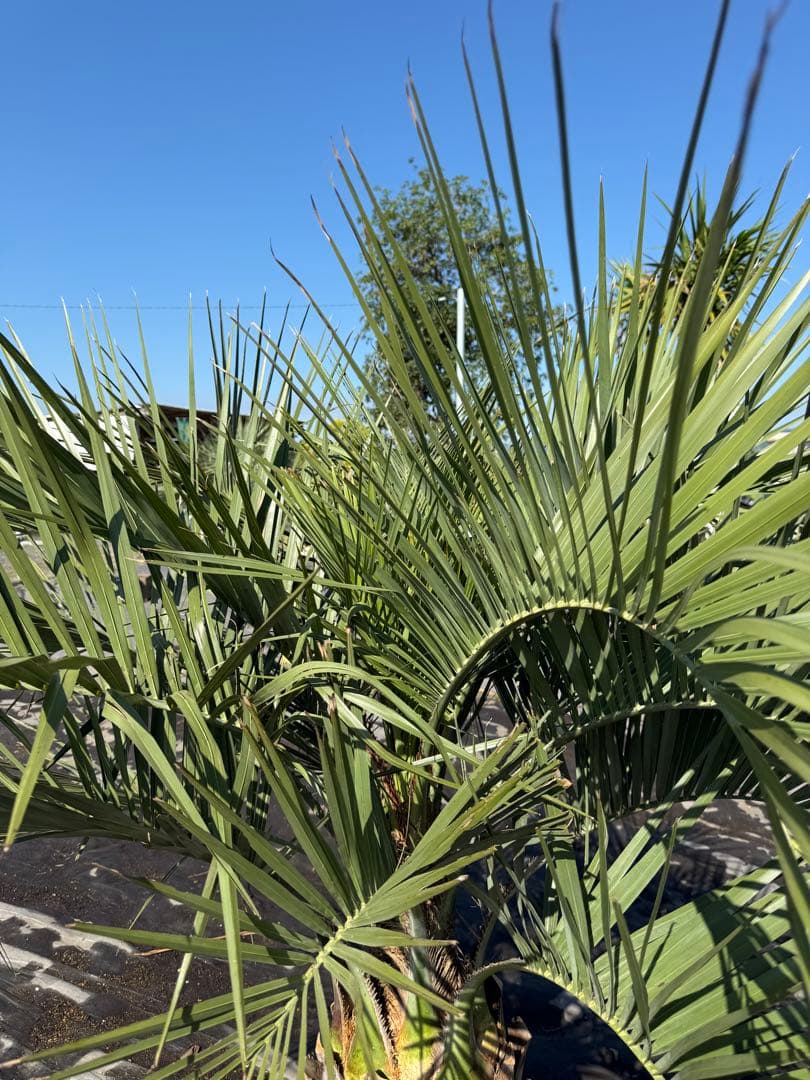 ココスヤシシルバーリーフ 【極太】葉先150cm 幹回り110cm 幹高30cm