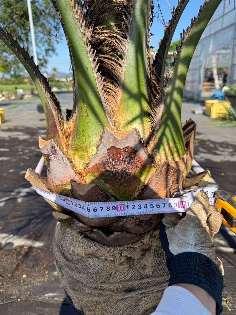 ココスヤシシルバーリーフ 【極太】葉先150cm 幹回り110cm 幹高30cm