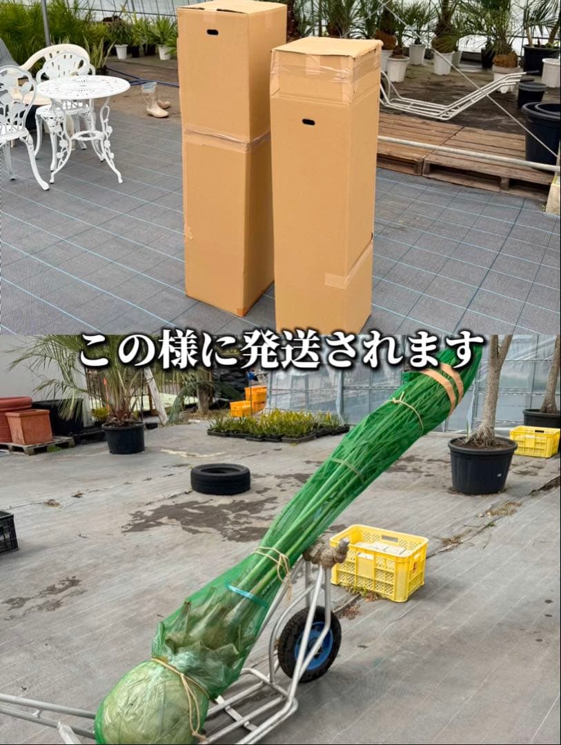 ココスヤシシルバーリーフ 【極太】葉先150cm 幹回り110cm 幹高30cm